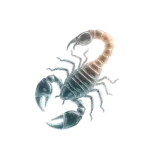 Scorpio
